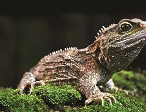 tuatara